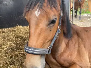 Hoppeplag