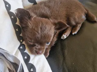 Ægte chihuahua hvalpe 