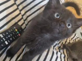 🐾 Tre små charmetrolde søger nyt hjem 🐾