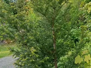 Taks plante. Træ / Busk