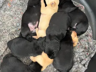 Hvalpe Labrador Formel 1