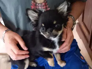 Chihuahua dreng 