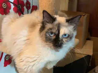 Ragdoll hun kat, sælges til kæl
