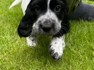 Ft springerspaniel/cocker spaniel hvalpe 