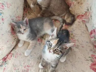 Smukke tortie killinger
