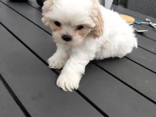 Shit tzu hvalpe