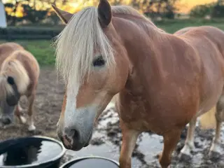 Haflinger Hoppe 
