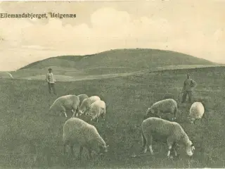 Helgenæs 1910. Ellemandsbjerget