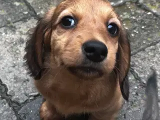 Langhåret dværggravhundehvalp sælges