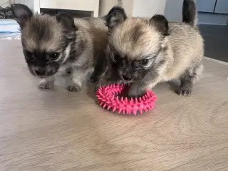 Pomeranian / Chihuahua