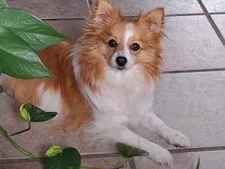 Fire smukke pomeranian hvalpe 🐾 - 2
