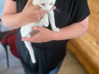 Søde kattekillinger 
