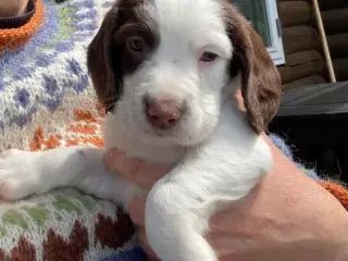 Engelske Springer Spaniel