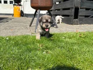 Hvalpe Bichon havanais/Fransk bulldog