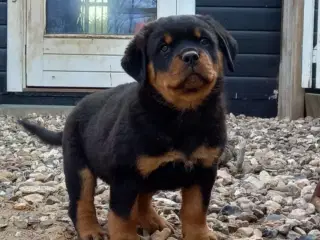 Rottweiler af den gamle tunge type. Født 10.07.