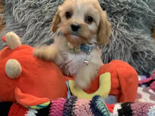 Mini cavapoo dreng F1
