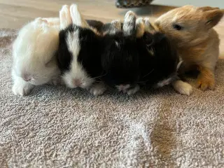 Minilop kaninunger