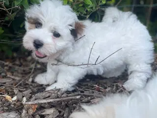 Coton de tulear blanding 