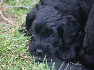 Sorte Goldendoodle hvalpe
