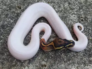 Kongepython morfer 2024/25