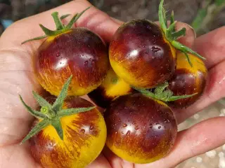 275 tomatsorter FRØ!!
