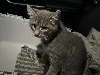 Norsk skovkat han killing