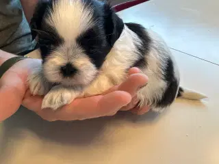 Shih Tzu tæve