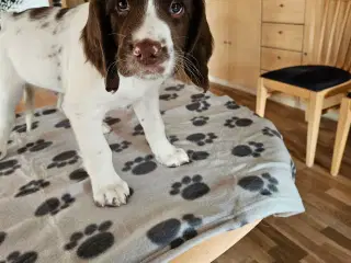 FT Springer spaniel hvalpe