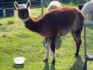 Alpaca hopper