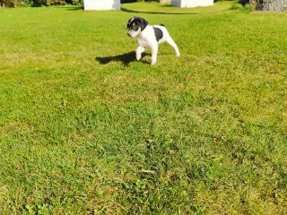 Dansk Svensk Gårdhundehvalpe