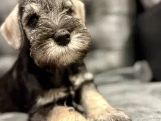 Puppy Miniature Schnauzer, Dværgschnauzer FCI