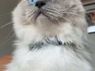 Søde Niels 🌸 Ragdoll 