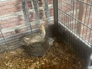 Kinesiske dværgvagtler 