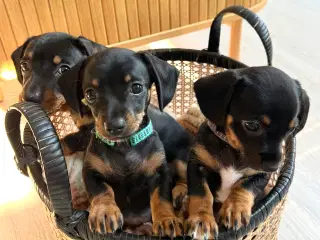 🐶 3 Chiweenie-hvalpe tilbage – Klar 21/8!