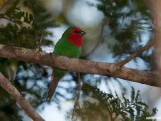 Rødhovedet papegøjeamadiner.