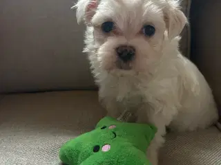 3 skønne hanhvalpe søger kærlige hjem fra d.16 nov