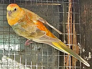 Sangparakitter