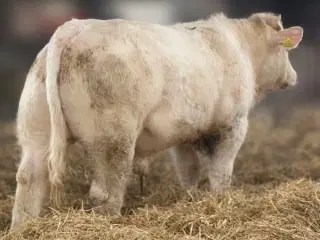 Avlstyr til efteråret – stærk genetik og funktione