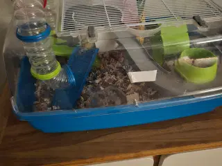 Søde dværghamstere søger nyt hjem