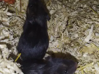 Guld hamster unger 