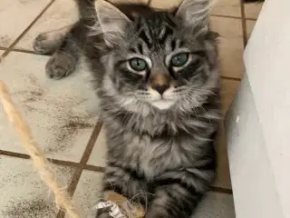 Ragdoll-Skovkatte killinger,familievenner