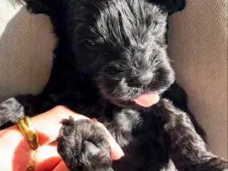 Cockerpoo Havapoo mix