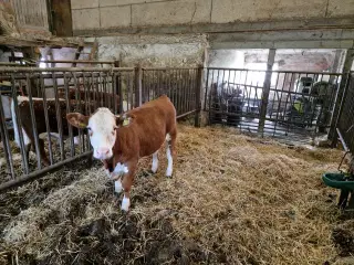 Hereford kvie