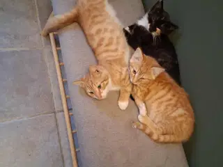 Kattekillinger søger nyt hjem