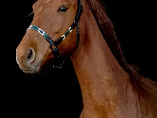 Rød palomino hoppe 