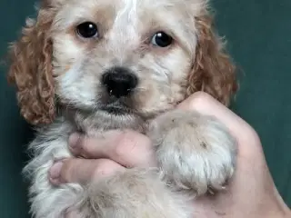 Cocker lagotto (lig cockerpoo)