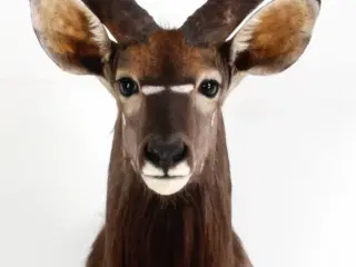 Stor flot Nyala fra Namibia sælges