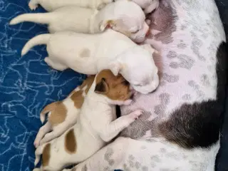 Dansk svensk gårdhunde hvalpe 