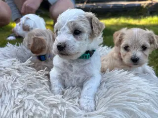 Skønneste hundehvalpe, Bichonpoo/Doodle 