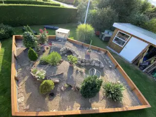 Skildpadde landskildpadde 
